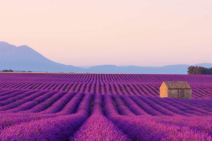 Au départ de Nice ou Cannes Provence Champs de Lavande et Verdon