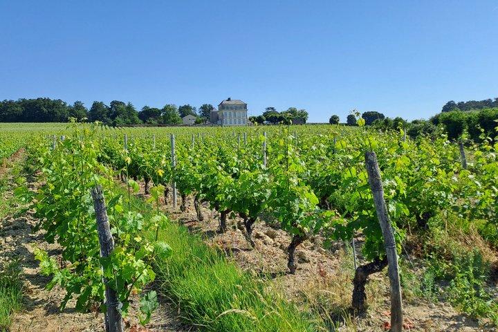 Découverte des vins d'Anjou - Circuit d'une matinée