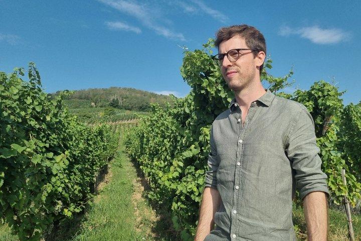 Ammerschwihr : Guide vignes, cave et dégustation 6 vins d'Alsace