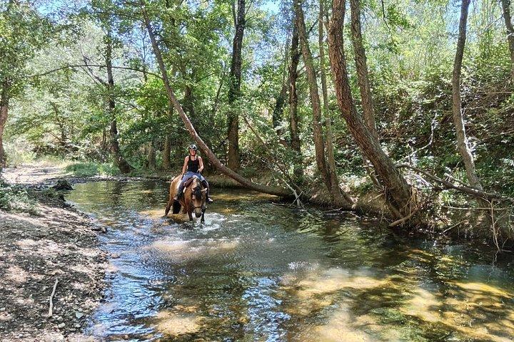 De Saint-Tropez : Explorez La Môle à cheval en groupe partagé