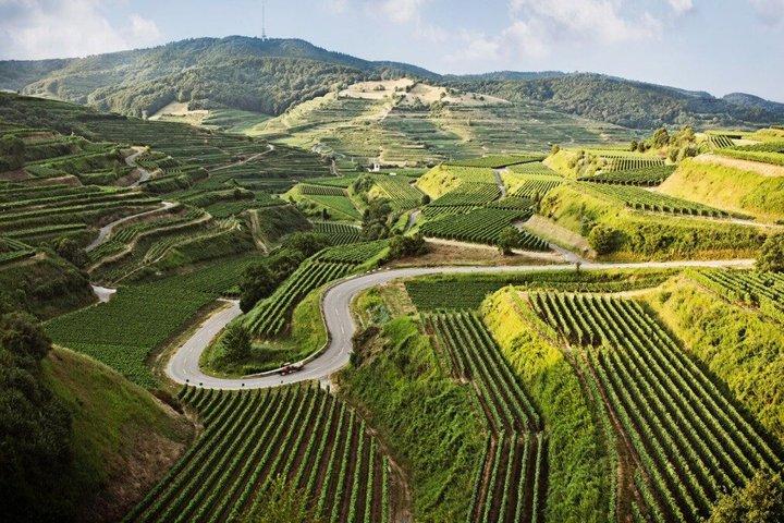 Tour de vin privé transfrontalier Alsace et expérience Kaiserstuhl