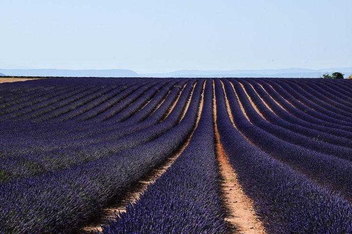 Champs de lavande de Valensole et visite privée de Moustiers depuis Marseille