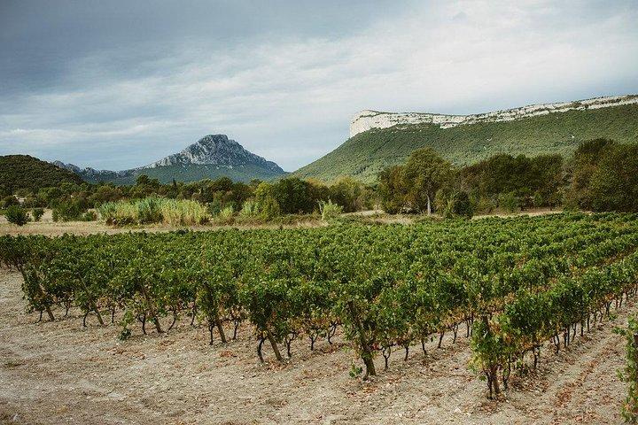 Randonnée & vin au sommet du "Pic Saint Loup"