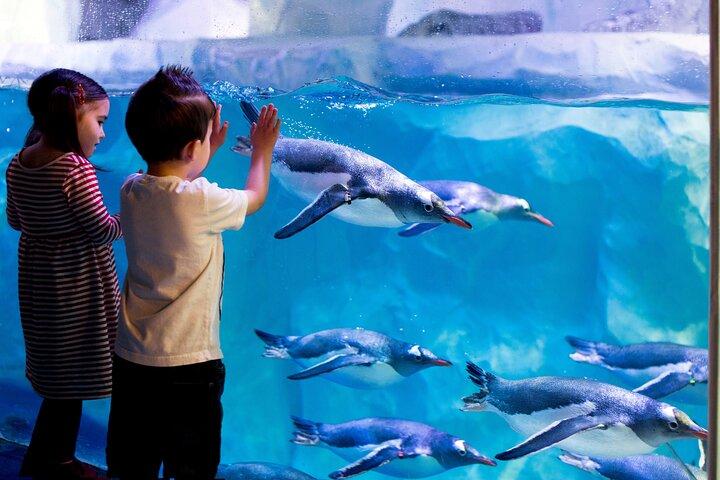 Billet d'entrée à l'aquarium SEA LIFE Paris Val d'Europe