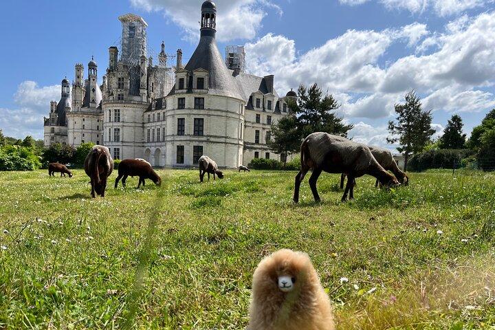 Châteaux de la Loire : journée depuis Paris (formule privée)
