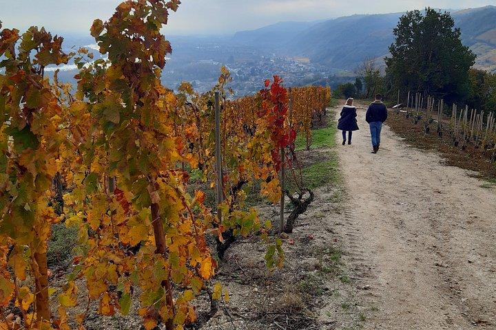 Circuit Œnologique Exclusif et Dégustation dans le Rhône
