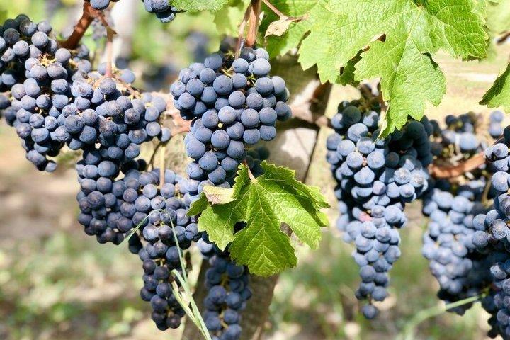 Visite privée de vignobles de Saint-Émilion avec dégustations, depuis Bordeaux